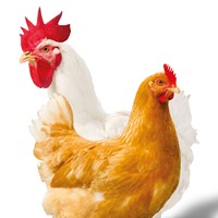 chickens white and brown