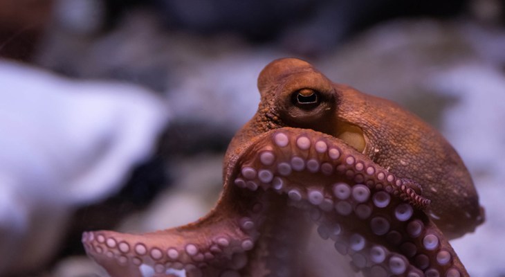 Red octopus in the wild, legs curling