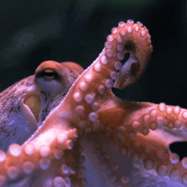 Octopus Donation Ask