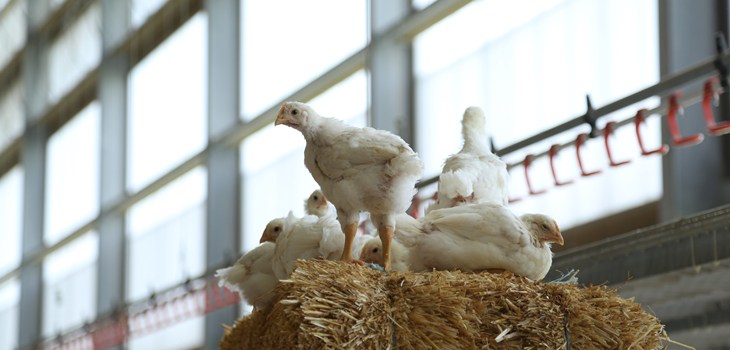 Winstreek System Broilers On Straw Bale In Front Of A Window