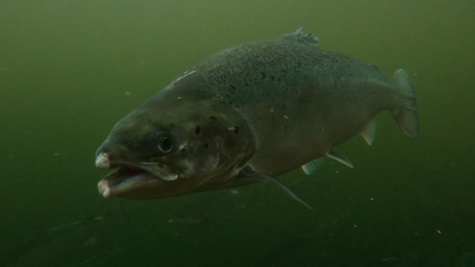 Fish | Compassion in Food Business