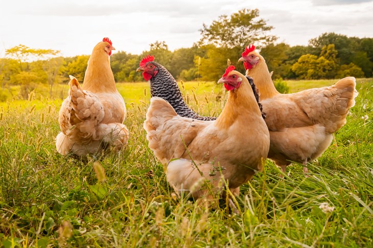 Four hens in long grass