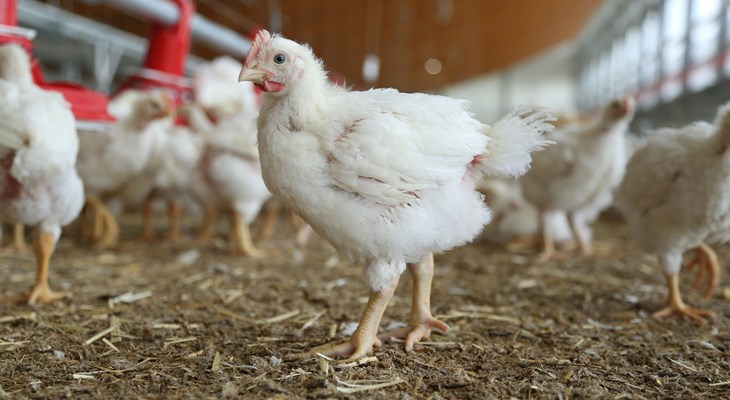 Windstreek broiler farm - single broiler in foreground