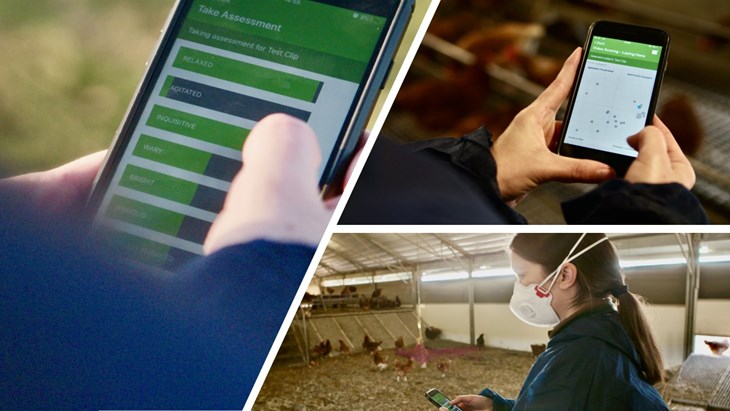 Montage of photos lady using chicken welfare app