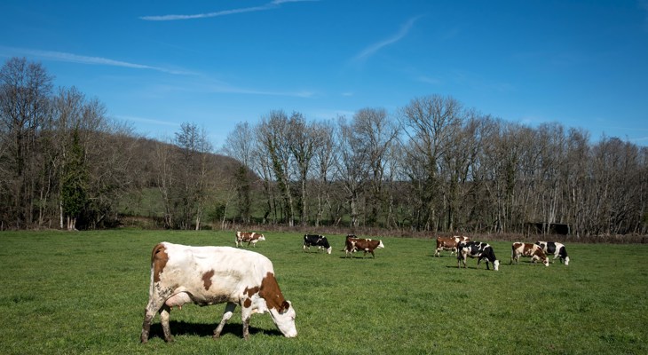 Dairy cows in field