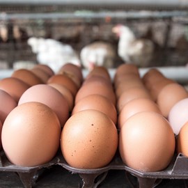 https://www.compassioninfoodbusiness.com/media/7452179/eggs-in-a-row-784693489.jpg?anchor=center&mode=crop&width=270&height=270&&rnd=133123768410000000