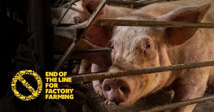 End of The Line logo pig image