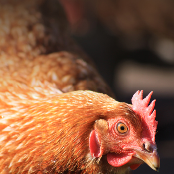 Sixth EggTrack highlights global cage-free progress