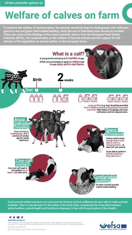 Infographic EFSA Scientific Opinion On The Welfare Of Calves On Farm