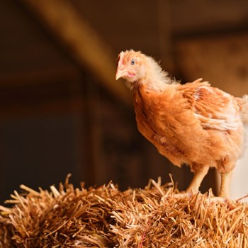 M&S new TV ads promote their higher welfare slower reared chicken