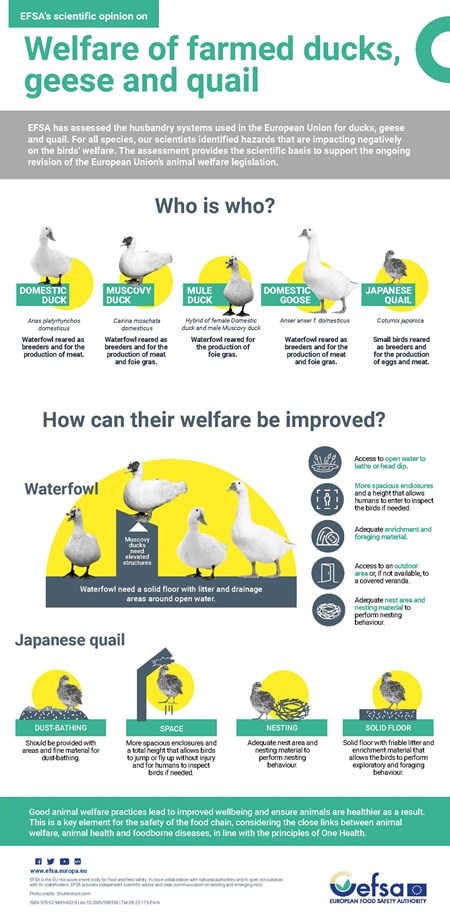 ESFA Infographic: Welfare Farmed Ducks Geese Quail