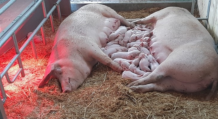 Free farrowing sows on Zonvarken Farm NL