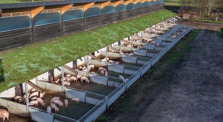 Zonvarken farm meat pigs in outdoor runs