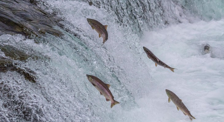 Wild salmon jumping in river