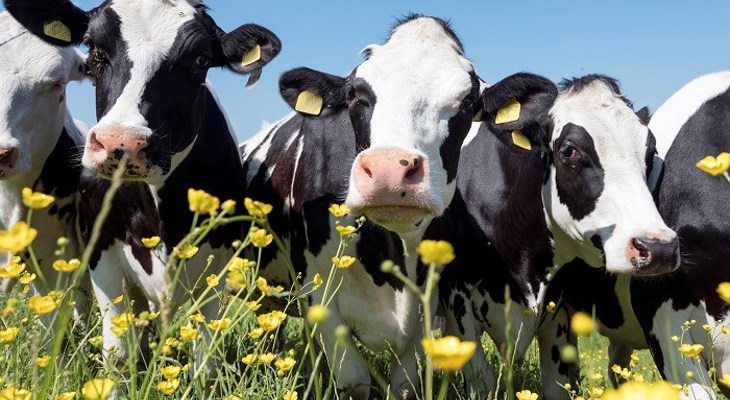 Dairy cows in a meadow