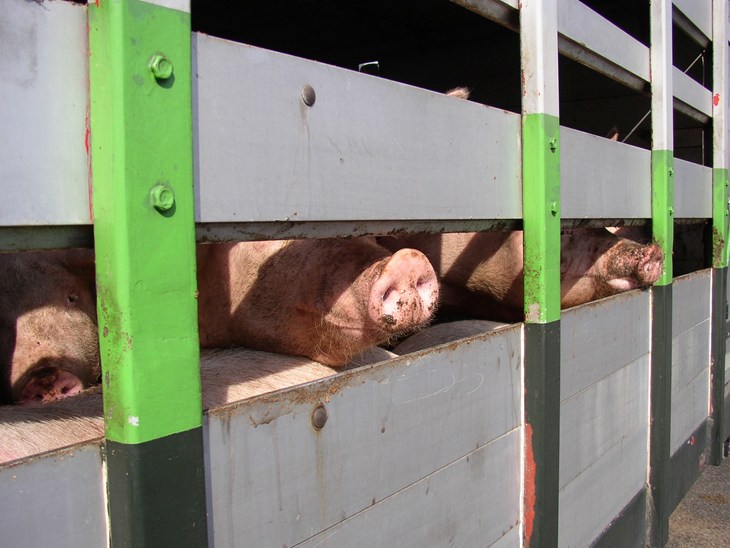 Live pig exports