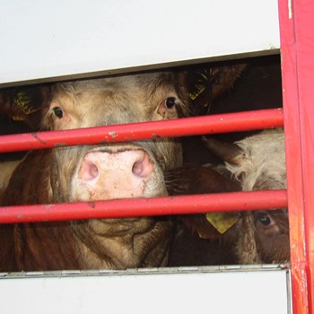 New Report Highlights Animal Suffering in EU Live Animal Transport
