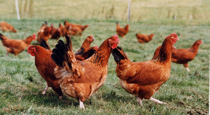 Free range laying hens on pasture