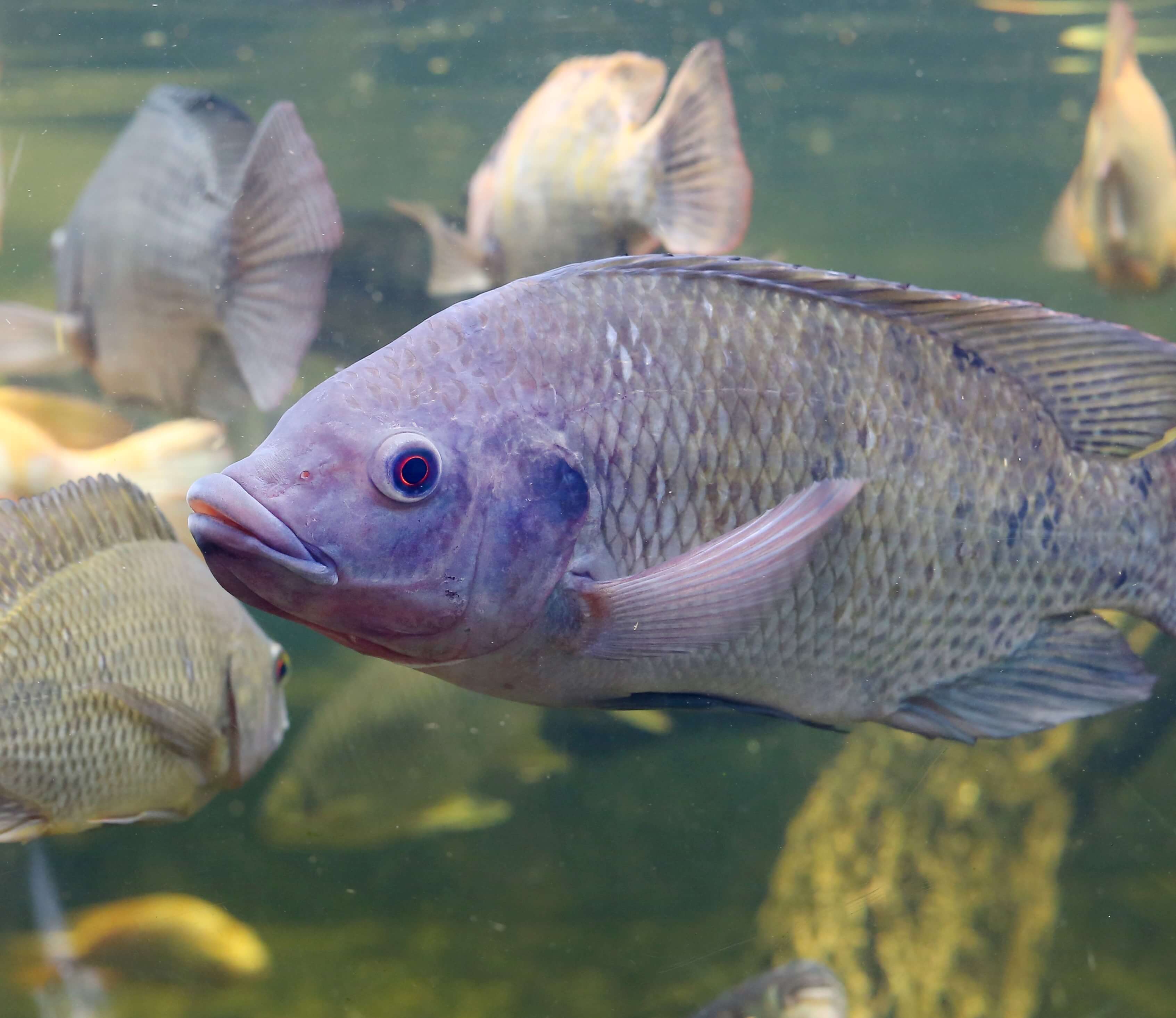Improving the Welfare of Nile tilapia at Rearing | Compassion in Food ...