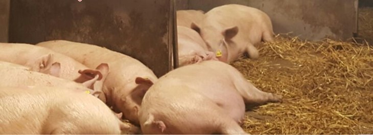 Sows lying indoor group housed