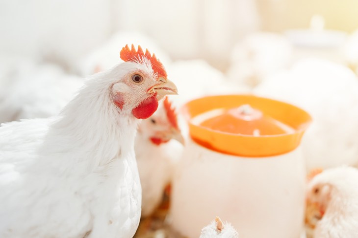 White broiler chickens with feeder