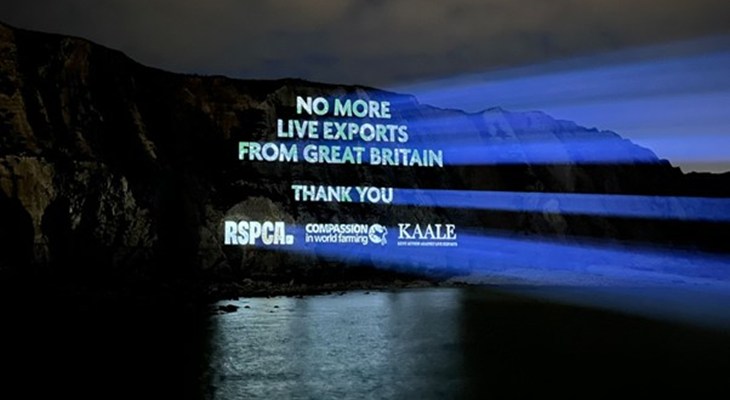 Projection on cliffs of Dover to celebrate a ban on live exports from Britian.