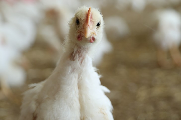 White broiler chicken looking at camera.
