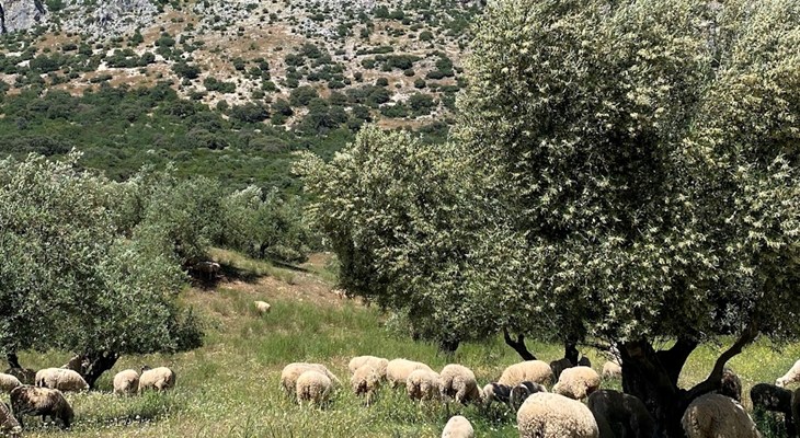 Sheep grazing in a regenerative olive farm