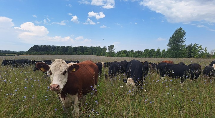 Waitrose Leckford Estate Cows In Field