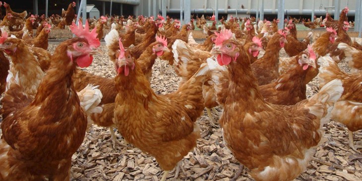 Laying Hens (2)