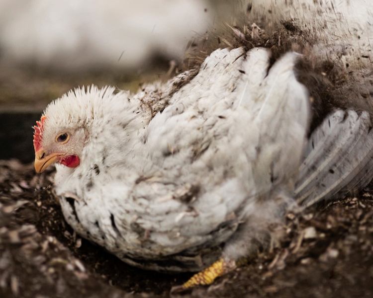 Norsk Kylling white broiler chicken dust bathing.
