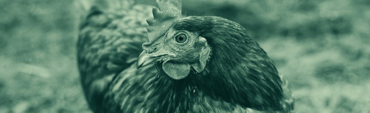 BBFAW blue tint image of a single hen looking at the camera